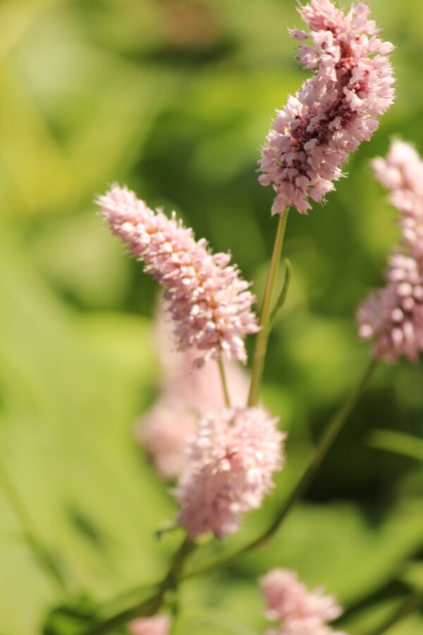 Journée d'étude IA au service de la recherche bibliographique