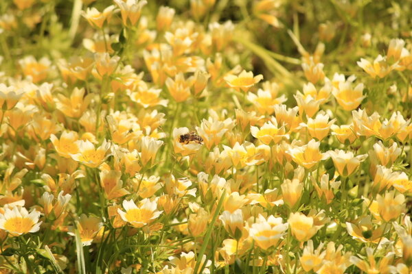 Printemps des plateformes