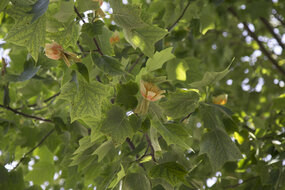 Atelier de la donnée Alsace labellisé
