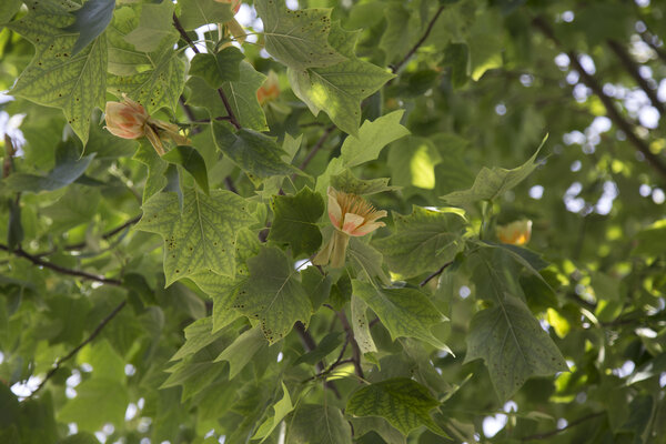 Atelier de la donnée Alsace labellisé