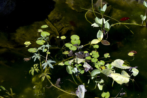 Webinaire de clôture du Printemps de la donnée